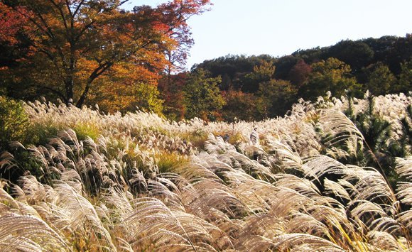 Tokyo's Sayama Park in autumn
