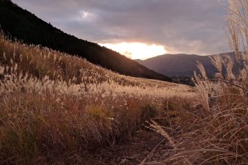 Pampas Grass Spots in the Kanto Region