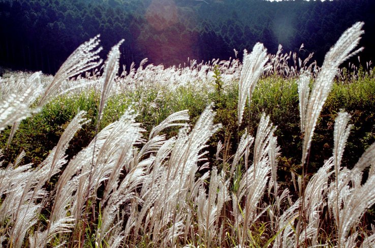 Kanagawa's Sengokuhara Plateau is filled with pampas grass during the autumn season