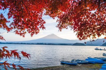Autumn Leaf Projections for 2022