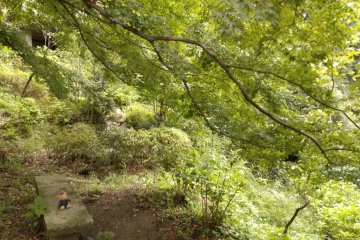 Todoroki Valley