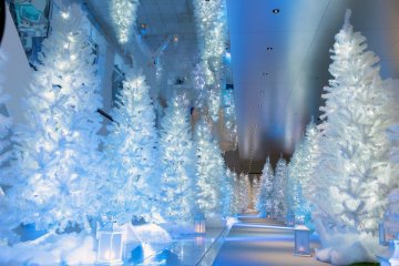 White Forest in The Sky 2022