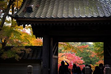 Autumn sightseers, Engakuji Temple