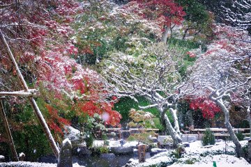 Snow on autumn leaves, a rare commodity in November