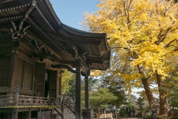 A giant ginkgo dominates the scenery, Goryo Shrine