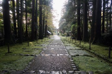 Enter a moss-covered world