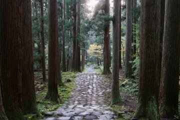 An enchanting pathway through the trees