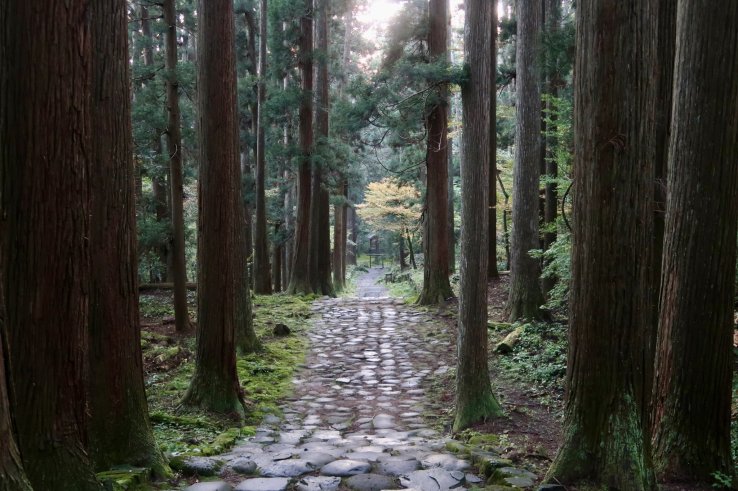 An enchanting pathway through the trees