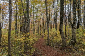 The lower part of the beach forest