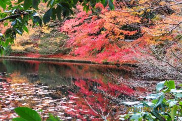 Ryoanji Temple  Kyoyochi Pond 