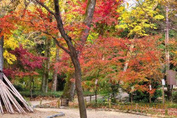 Shimogamo Shrine Fall Colors