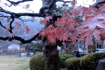 Bosenkan's Japanese garden