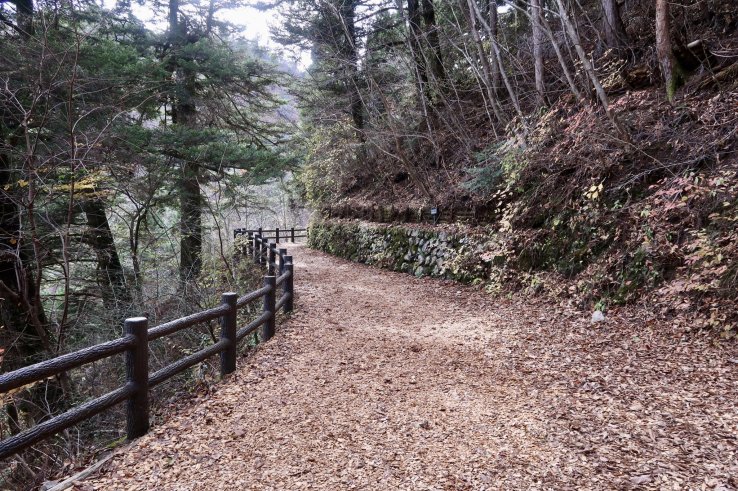 Otaki Forest Therapy Path