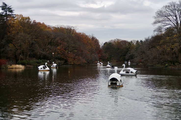 Romantic swan boat rides