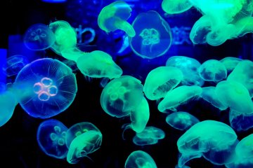 Jellyfish at Shinagawa Aquarium