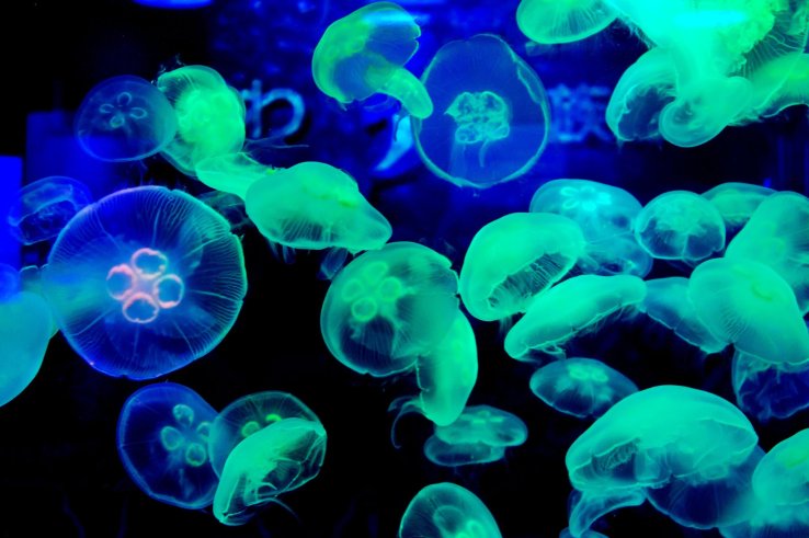 Jellyfish at Shinagawa Aquarium