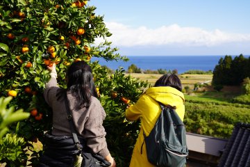 Mikan picking