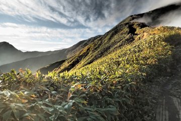 <p>Cahaya terakhir memantul di atas pepohonan</p>
