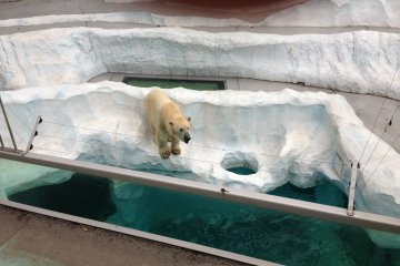 Polar bears in their "natural" habitat