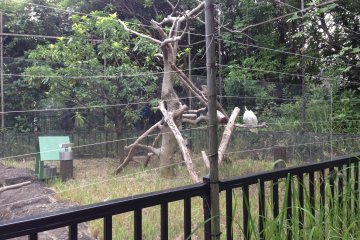 Ueno Zoo