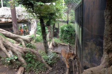 Meet this gorgeous tiger