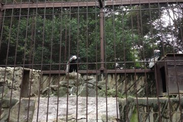 Ueno Zoo animals come and meet them