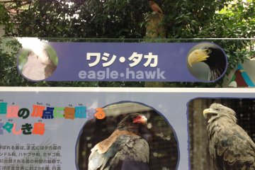 Meet the Eagle Hawk
