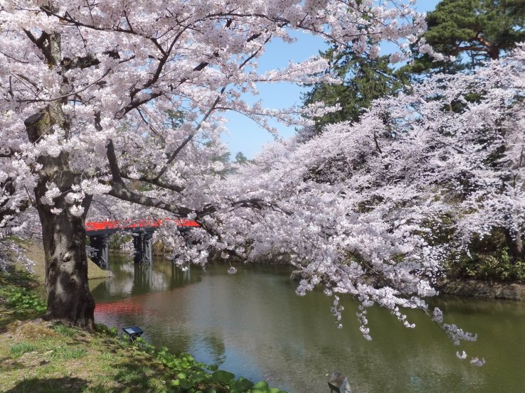 Fluffy blossoms at Aomori's Hirosaki Castle Park