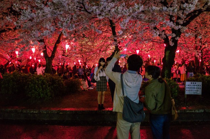 Sakura by night at Tsuruma Park, Nagoya