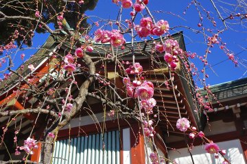 7 Spots for Plum Blossoms in Tokyo