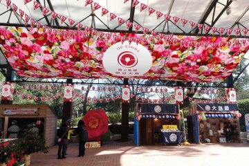 Izu Oshima Camellia Festival 2027