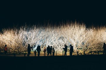 Yunomiya Zaronbai Plum Garden Illuminations 2027