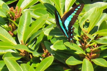 Beautiful Butterflies everywhere