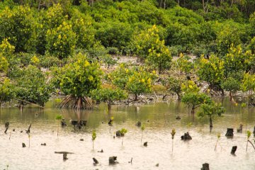 Wetlands area