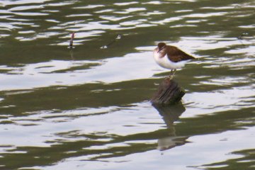 kentish-plover