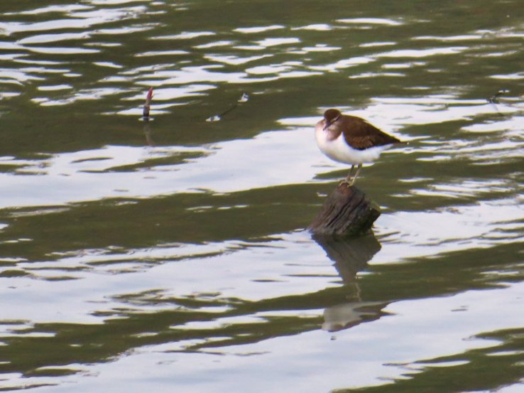 kentish-plover