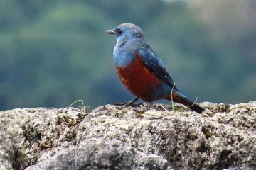 Rock Thrush