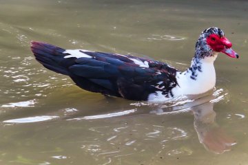male Muscovy duck