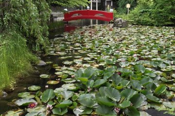 A small arched bridge spans the neck of the lotus pond
