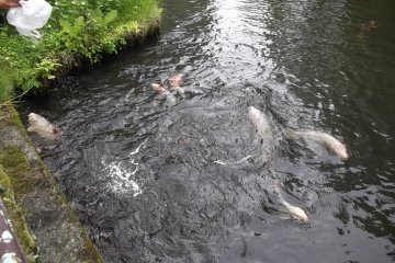 Carp in the larger of the ponds