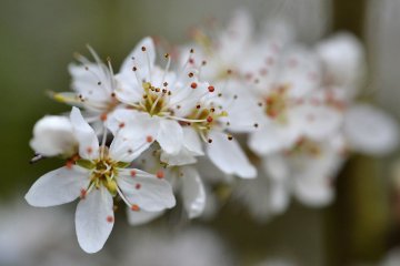 Hagi Okan Plum Garden Festival 2027