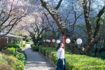 Takanawa Sakura Festival 2027