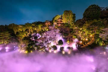 Night Sakura Sea of Clouds 2026
