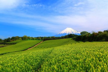 Make a Break for Shizuoka