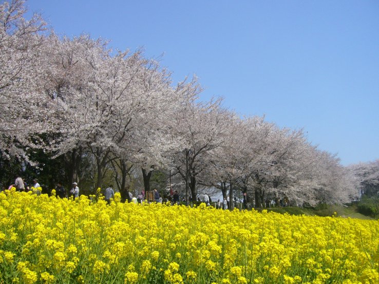 Sakura and nanohana on display at Ridge Green Road