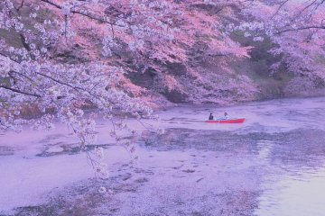 Chiyoda Sakura Festival