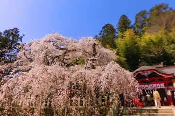 Sakura Spots in Iwaki City, Fukushima