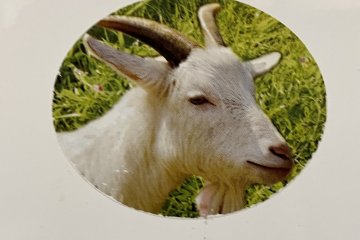 Just in case you are out of your mind and forgotten that you are eating goat, there are pictures of it all over the restaurant in plain sight