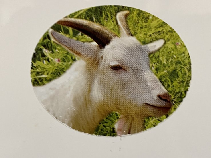 Just in case you are out of your mind and forgotten that you are eating goat, there are pictures of it all over the restaurant in plain sight