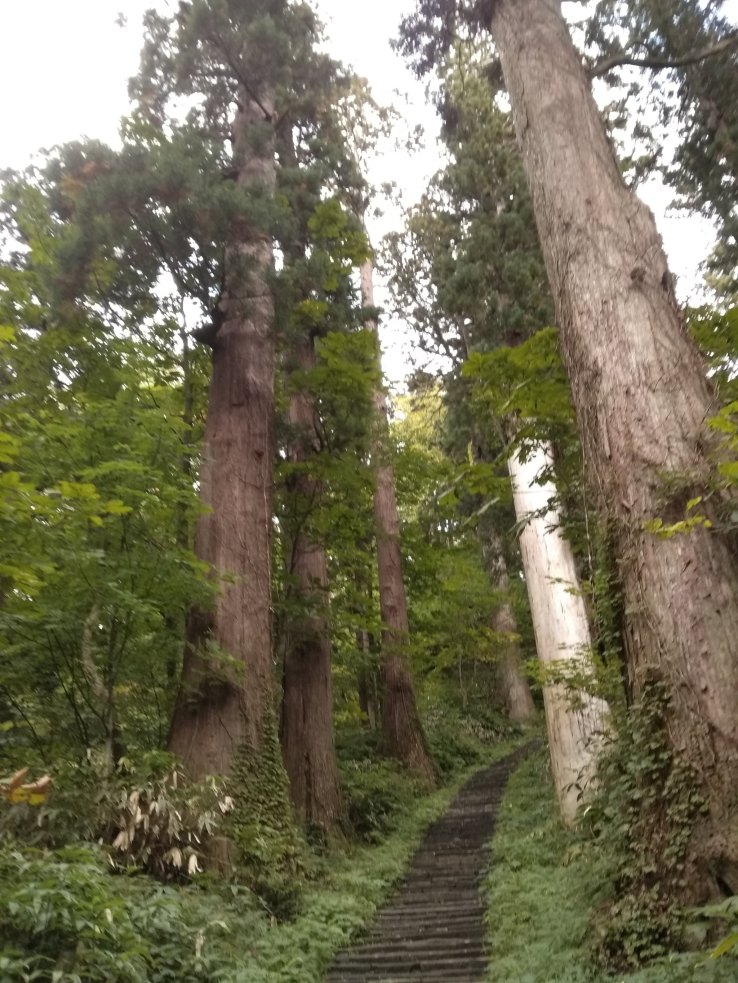 Aisle of cedars 